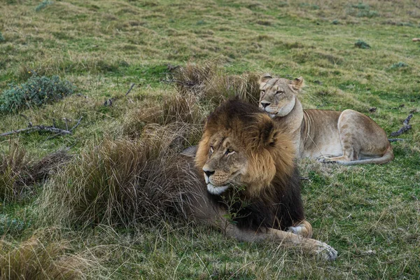 Una Hermosa Toma León Hembra Macho Campo —  Fotos de Stock