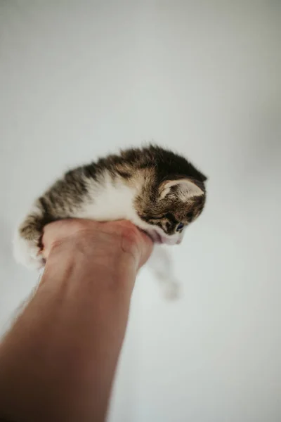 一只手牵着一只可爱的条纹猫的垂直特写镜头 — 图库照片