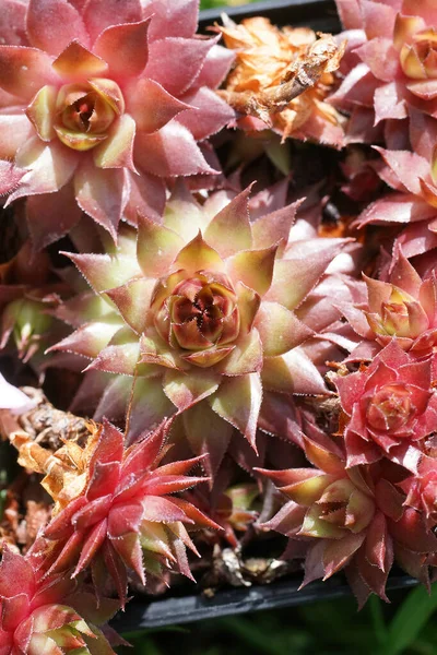 Close Shot Bunch Red Echeveria Flowers — Fotografia de Stock