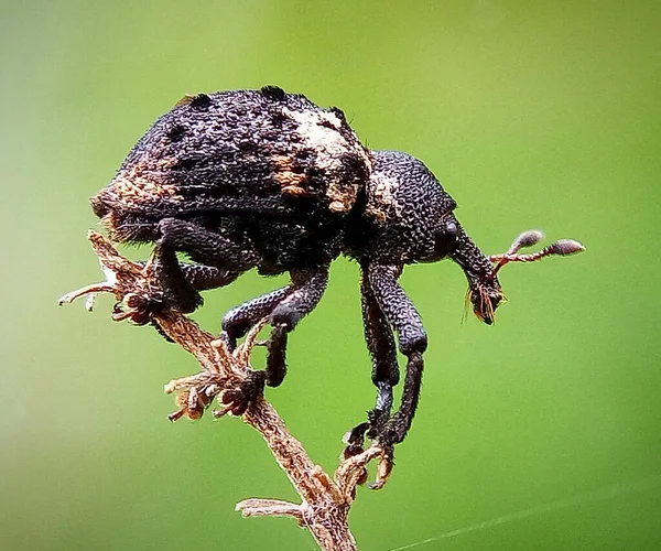 Macro Shot Beetle Plant — Fotografia de Stock