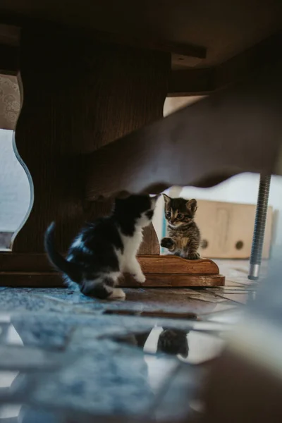 Een Verticale Close Shot Van Twee Schattige Kittens Spelen — Stockfoto