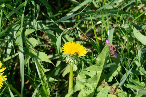 昼間は緑の葉に囲まれた黄色いタンポポの花の近くの蜂のクローズアップ — ストック写真