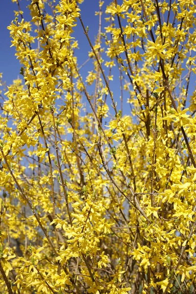 Pionowe Zbliżenie Ujęcia Żółtych Gałęzi Rośliny Forsycji — Zdjęcie stockowe
