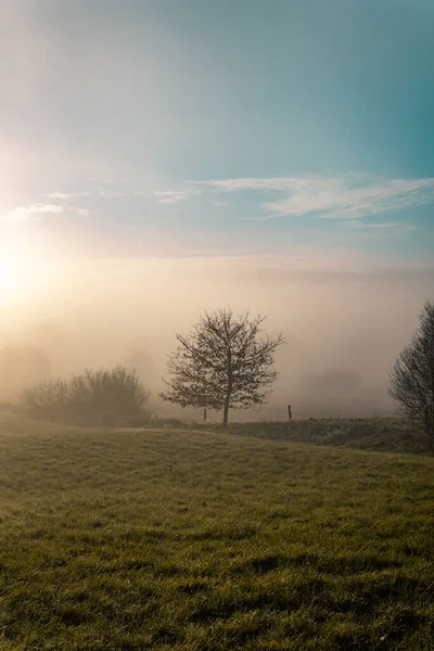 Vertical Shot Tree Crawling Branches Middle Green Field — Stock Photo, Image