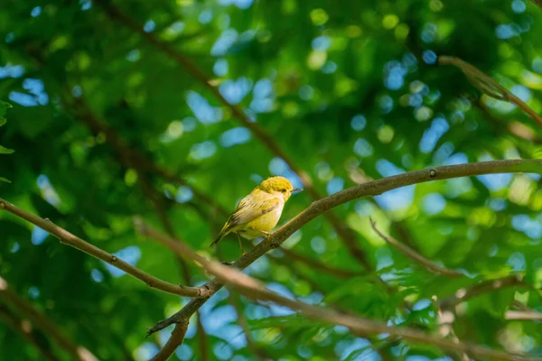 Velho Apanhador Moscas Amarelo Empoleirado Num Galho Árvore — Fotografia de Stock