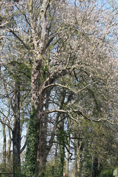 木の枝にピンクの花で覆われた苔の垂直ショット — ストック写真