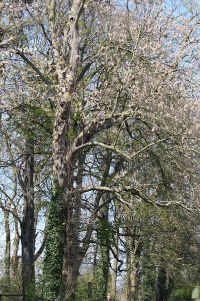 Plan Vertical Arbre Couvert Mousse Avec Des Fleurs Roses Sur — Photo