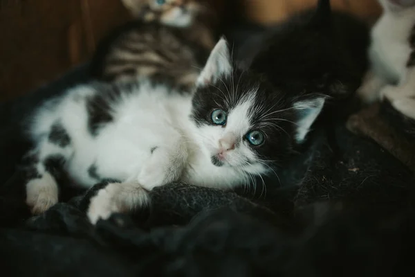 Gros Plan Mignon Chaton Rayé Aux Yeux Brillants — Photo