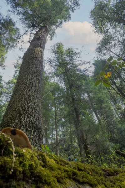 Nízký Úhel Záběru Vysokých Zelených Stromů Lese — Stock fotografie