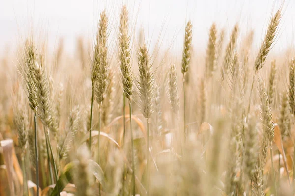 Селективный Фокус Снимка Сушеного Пшеничного Поля Солнечным Светом — стоковое фото