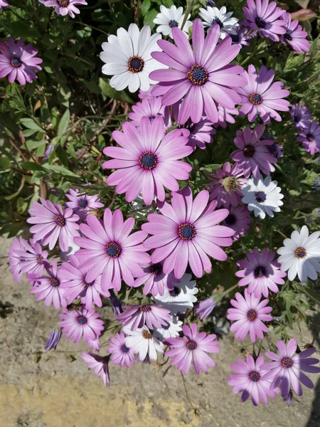 Vertikal Bild Cape Marguerite Blommor Trädgård Solljuset — Stockfoto