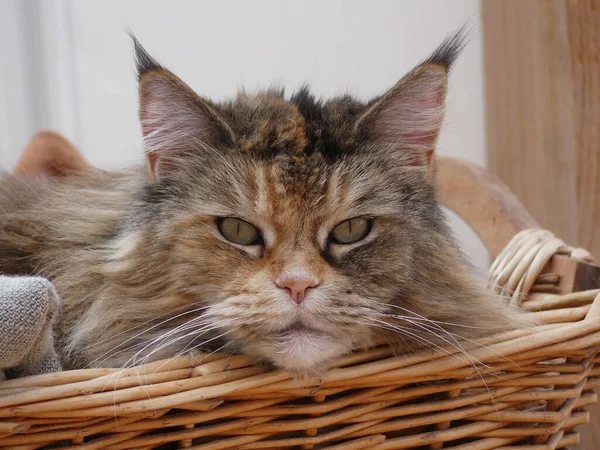 Крупним Планом Знімок Розлюченого Кота Кошику — стокове фото