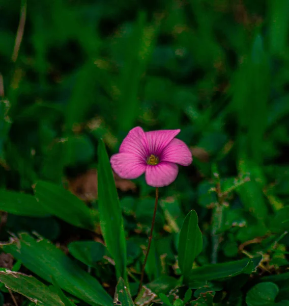 Pionowe Ujęcie Pięknego Purpurowego Kwiatu Ogrodzie — Zdjęcie stockowe