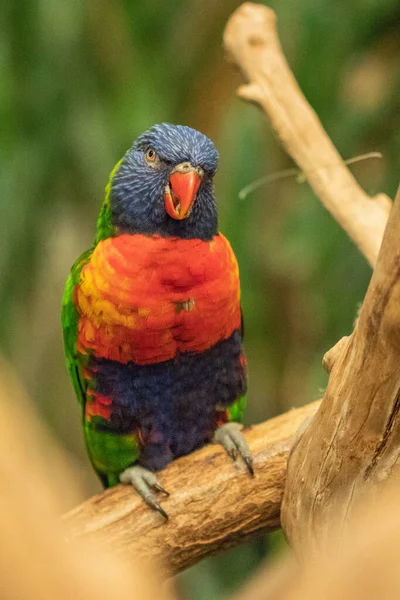 나뭇가지에 Trihoglossus Lorikeet — 스톡 사진