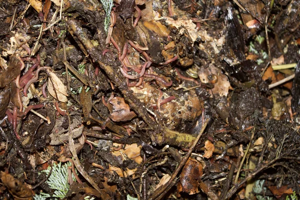 Primer Plano Muchas Lombrices Compost Jardín — Foto de Stock