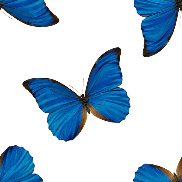 Patrón Mariposas Azules Giradas Sobre Fondo Blanco —  Fotos de Stock
