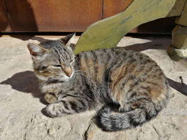 Closeup Adorable Striped Cat Lying Ground Outdoors Sunlight — Foto Stock