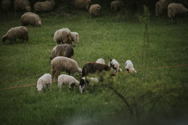 Group Sheep Goats Feeding Meadow — Fotografia de Stock