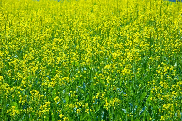 Zbliżenie Ujęcia Żółtych Kwiatów Rzepaku Polu — Zdjęcie stockowe