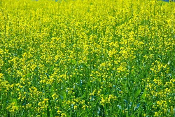 Tiro Close Flores Colza Amarelas Campo — Fotografia de Stock