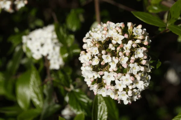 Closeup Shot Blooming White Burkwood Viburnum Flowers — Stock Photo, Image