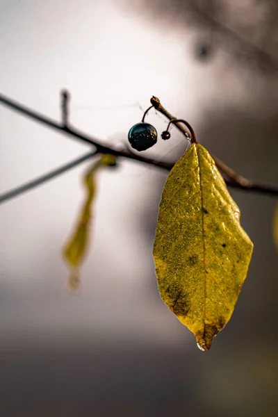 黑醋栗在模糊的背景上挂在树枝上的黑醋栗和叶子的垂直截图 — 图库照片