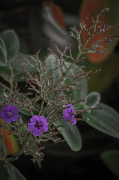 Vertical Shot Beautiful Purple Flowers Field — Stock Photo, Image