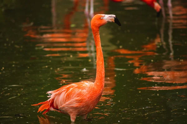 Tiro Foco Seletivo Flamingo Água — Fotografia de Stock