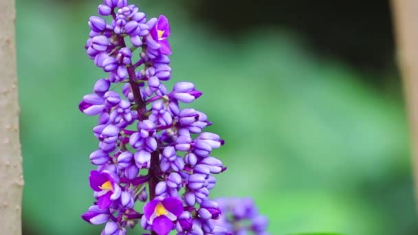 Nahaufnahme Von Schönen Blumen Die Sonnigen Tagen Garten Wachsen — Stockvideo