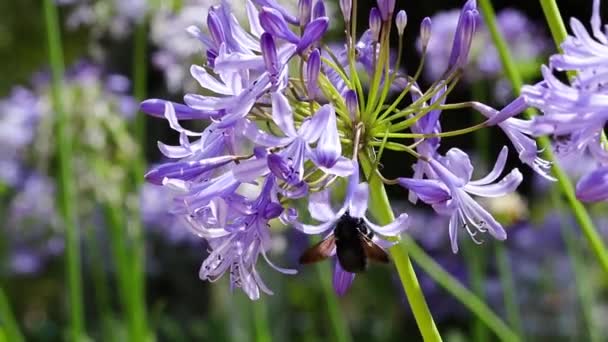 Vista Vicino Bellissimi Fiori Che Crescono Giardino Nella Giornata Sole — Video Stock