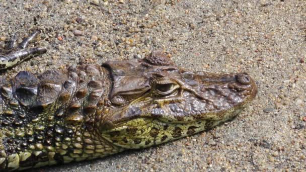 Odwzorowywanie Wielkiego Aligatora Odpoczywającego Pobliżu Jeziora — Wideo stockowe