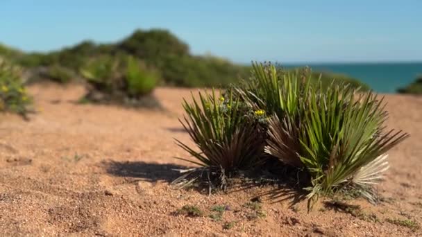 Plano Vertical Una Playa Arena Desierto Israel — Vídeo de stock