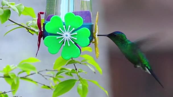 Rendering Vacker Kolibri Dricksvatten Parken — Stockvideo