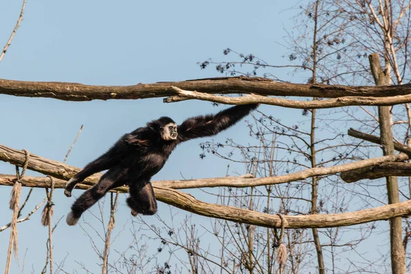 Singe Feuilles Poussiéreuses Balançant Sur Arbre — Photo