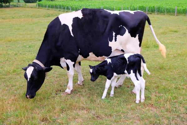 Holstein Cowcow Newborn Calf Standing Pasture Ontario Canada — Stock Photo, Image