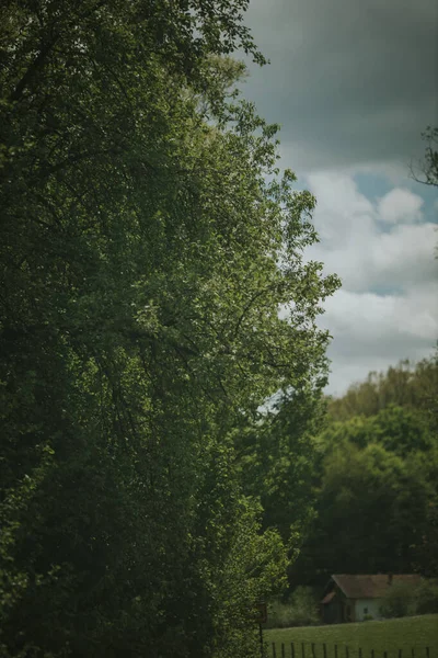 Vertikální Záběr Klikaté Cesty Přes Zelený Les — Stock fotografie