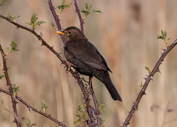 Eine Nahaufnahme Einer Amsel — Stockfoto