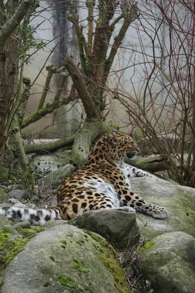 Eine Vertikale Aufnahme Eines Grimmigen Leoparden Der Auf Einer Felsigen — Stockfoto