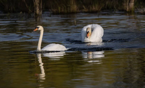 Крупный План Красивых Белых Лебедей Купающихся Озере — стоковое фото