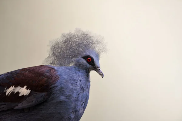 Bulanık Bir Arkaplanda Batılı Bir Güvercinin Yakın Plan Çekimi — Stok fotoğraf