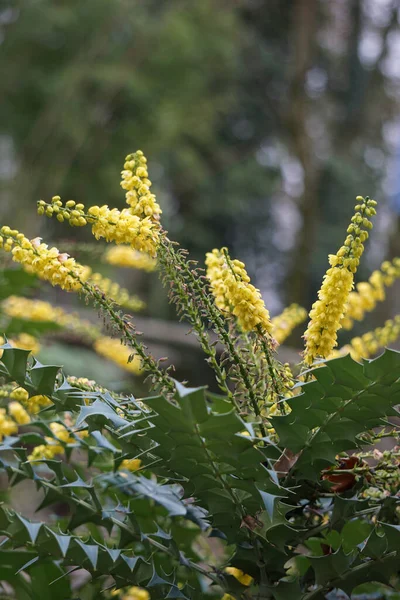 Eine Vertikale Aufnahme Der Japanischen Esche Mit Einem Bokeh Hintergrund — Stockfoto