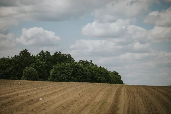 Vacker Bild Ett Jordbruksfält Med Träd — Stockfoto