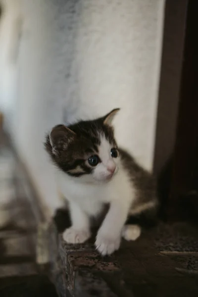 Вертикальний Знімок Милий Пухнастий Кіт Дивиться Блакитними Очима Розмитому Тлі — стокове фото