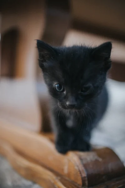 一只可爱的绒毛猫用蓝色的眼睛凝视着模糊的背景 这是一张垂直的照片 — 图库照片