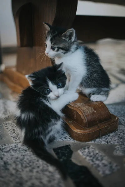 Pionowe Ujęcie Słodkich Puszystych Kotów Gapiących Się Oczami Niewyraźne Tło — Zdjęcie stockowe