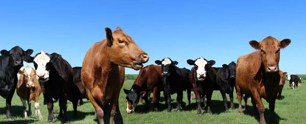 Herd Variety Breeds Curious Beef Cows Meadow Sunny Spring Day — Stock Photo, Image