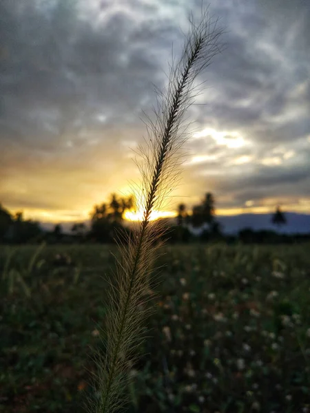 Eine Vertikale Aufnahme Eines Stachels Einem Feld Während Des Sonnenuntergangs — Stockfoto