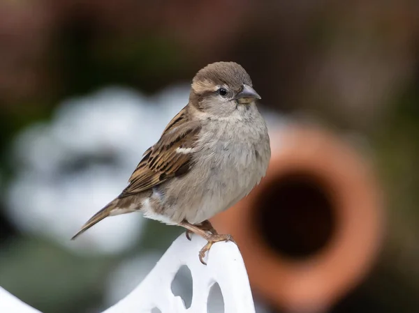 Een Close Shot Van Een Weinig Common Reed Bunting — Stockfoto