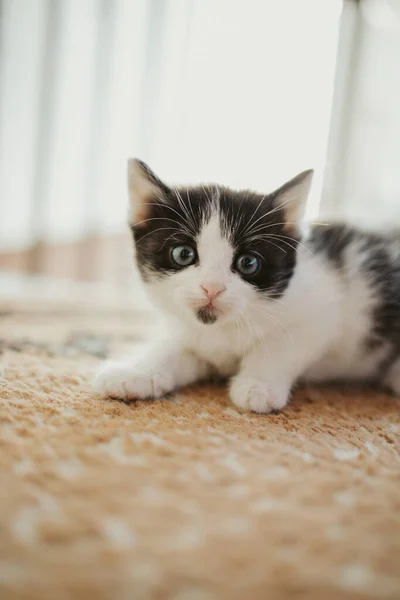 Vertical Closeup Shot Cute Black White Kitten — Stock Photo, Image