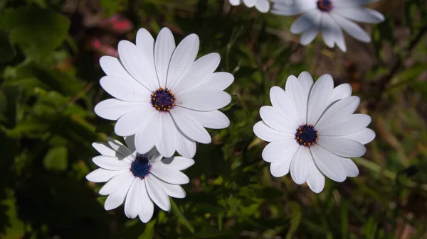 Overhead Skott Vit Gerbera Blomma Med Blå Centrum — Stockfoto